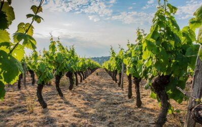 The Beauty of Beaujolais